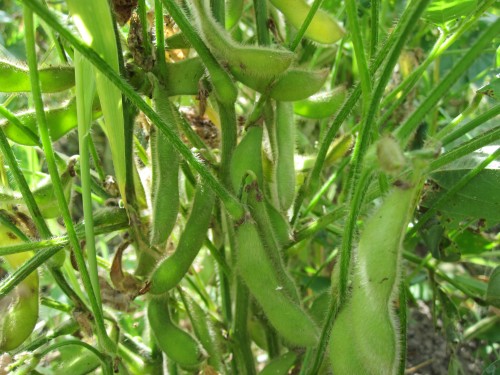 自然栽培の枝豆